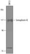 Semaphorin-4C antibody, PA5-47814, Invitrogen Antibodies, Western Blot image 