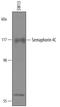 Semaphorin-4C antibody, PA5-47814, Invitrogen Antibodies, Western Blot image 