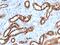 Cadherin 16 antibody, GTX34582, GeneTex, Immunohistochemistry paraffin image 