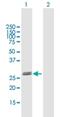 GLIPR1 Like 2 antibody, H00144321-B01P, Novus Biologicals, Western Blot image 