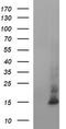 Microseminoprotein Beta antibody, M03041-2, Boster Biological Technology, Western Blot image 