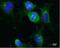 Tubulin Gamma 1 antibody, NBP2-43585, Novus Biologicals, Immunofluorescence image 