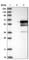 Integrator Complex Subunit 12 antibody, HPA035772, Atlas Antibodies, Western Blot image 