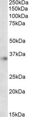Apolipoprotein E antibody, LS-B2390, Lifespan Biosciences, Western Blot image 