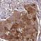 Caspase 14 antibody, NBP2-33906, Novus Biologicals, Immunohistochemistry frozen image 