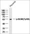 PDZ Domain Containing 4 antibody, orb1957, Biorbyt, Western Blot image 