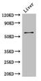 Coiled-Coil Domain Containing 8 antibody, LS-C677405, Lifespan Biosciences, Western Blot image 