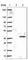 ADP Ribosylation Factor Like GTPase 10 antibody, HPA047044, Atlas Antibodies, Western Blot image 