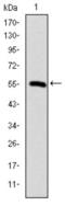 T-complex protein 1 subunit beta antibody, abx015792, Abbexa, Western Blot image 