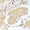 Caspase 2 antibody, LS-C334246, Lifespan Biosciences, Immunohistochemistry paraffin image 