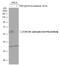 Cell Division Cycle 25C antibody, GTX128153, GeneTex, Western Blot image 