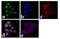 LYN Proto-Oncogene, Src Family Tyrosine Kinase antibody, 720013, Invitrogen Antibodies, Immunofluorescence image 