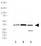 Nth Like DNA Glycosylase 1 antibody, GTX30107, GeneTex, Western Blot image 