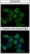 G Protein Subunit Alpha I2 antibody, GTX101779, GeneTex, Immunofluorescence image 