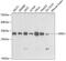 Spindlin-1 antibody, GTX54689, GeneTex, Western Blot image 