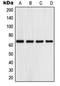 G Protein-Coupled Receptor 153 antibody, orb215422, Biorbyt, Western Blot image 