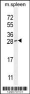 Isoamyl Acetate Hydrolyzing Esterase 1 (Putative) antibody, 56-042, ProSci, Western Blot image 