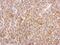 Mitogen-Activated Protein Kinase Kinase 2 antibody, NBP2-17268, Novus Biologicals, Immunohistochemistry frozen image 