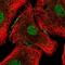 Forkhead Box A2 antibody, NBP2-57623, Novus Biologicals, Immunofluorescence image 