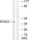 SH3 And Cysteine Rich Domain 2 antibody, A16187-1, Boster Biological Technology, Western Blot image 