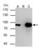 THO Complex 1 antibody, GTX102919, GeneTex, Immunoprecipitation image 