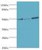 Protein Tyrosine Phosphatase Non-Receptor Type 1 antibody, LS-C376426, Lifespan Biosciences, Western Blot image 