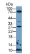 S100 Calcium Binding Protein A6 antibody, LS-C724369, Lifespan Biosciences, Western Blot image 