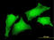 CRK Like Proto-Oncogene, Adaptor Protein antibody, LS-C196966, Lifespan Biosciences, Immunofluorescence image 
