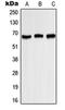 Potassium Voltage-Gated Channel Subfamily A Member 3 antibody, orb214148, Biorbyt, Western Blot image 