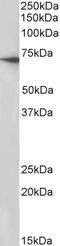 Solute Carrier Family 29 Member 1 (Augustine Blood Group) antibody, 43-557, ProSci, Western Blot image 