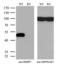 RB Binding Protein 7, Chromatin Remodeling Factor antibody, MA5-25735, Invitrogen Antibodies, Western Blot image 