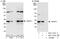 Survival Motor Neuron Domain Containing 1 antibody, NBP1-47301, Novus Biologicals, Western Blot image 