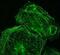 Palladin, Cytoskeletal Associated Protein antibody, NBP1-25959, Novus Biologicals, Immunofluorescence image 