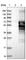 Zinc Finger Protein 79 antibody, HPA028977, Atlas Antibodies, Western Blot image 