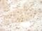 Eukaryotic Translation Initiation Factor 2B Subunit Epsilon antibody, NBP1-30449, Novus Biologicals, Immunohistochemistry frozen image 