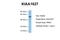 Methyltransferase Like 14 antibody, NBP1-79389, Novus Biologicals, Western Blot image 