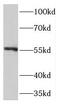 Transmembrane Protein 102 antibody, FNab08743, FineTest, Western Blot image 