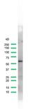 Histone Deacetylase 2 antibody, PA5-32444, Invitrogen Antibodies, Western Blot image 