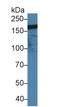 CD11b antibody, LS-C294689, Lifespan Biosciences, Western Blot image 