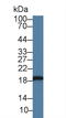 Heat Shock Protein Family B (Small) Member 6 antibody, LS-C292442, Lifespan Biosciences, Western Blot image 