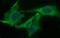 ChaC Glutathione Specific Gamma-Glutamylcyclotransferase 1 antibody, MA5-26310, Invitrogen Antibodies, Immunocytochemistry image 