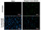 Dengue virus antibody, GTX124253, GeneTex, Immunofluorescence image 