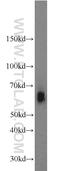 Growth Factor Independent 1 Transcriptional Repressor antibody, 14198-1-AP, Proteintech Group, Western Blot image 