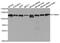 Catenin Alpha 1 antibody, MBS2518444, MyBioSource, Western Blot image 