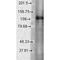 Potassium Voltage-Gated Channel Subfamily C Member 1 antibody, MA5-27684, Invitrogen Antibodies, Western Blot image 