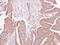 Chromosome 4 Open Reading Frame 19 antibody, LS-C185817, Lifespan Biosciences, Immunohistochemistry paraffin image 