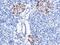 Retinol Binding Protein 4 antibody, GTX02206, GeneTex, Immunohistochemistry paraffin image 