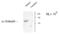 Gamma-Aminobutyric Acid Type A Receptor Alpha1 Subunit antibody, NB300-207, Novus Biologicals, Western Blot image 