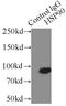 Heat Shock Protein 90 Alpha Family Class A Member 1 antibody, FNab04051, FineTest, Immunoprecipitation image 
