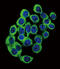 Ataxin 1 antibody, 61-519, ProSci, Immunofluorescence image 
